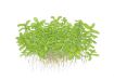 Picture of LIVE AQ. PLANT POT BACOPA MONNIERI "COMPACT"