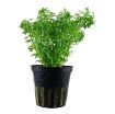 Picture of LIVE AQ. PLANT POT LIMNOPHILA SESSILIFLORA