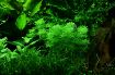 Picture of LIVE AQ. PLANT POT LIMNOPHILA SESSILIFLORA