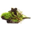 Picture of LIVE AQ. PLANT HYGROPHILA PINNATIFIDA&MOSS ON WOOD