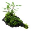 Picture of LIVE AQ. PLANT HYGROPHILA PINNATIFIDA&MOSS ON WOOD