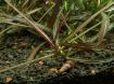 Picture of LIVE AQ. PLANT HYGROPHILA LANCEA ''ARAGUAIA''