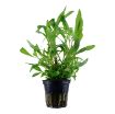 Picture of LIVE AQ. PLANT POT HYGROPHILA "SIAMENSIS 53B"