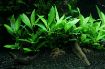 Picture of LIVE AQ. PLANT POT HYGROPHILA "SIAMENSIS 53B"