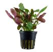 Picture of LIVE AQ. PLANT POT LOBELIA CARDINALIS