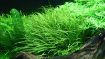 Picture of LIVE AQ. PLANT BLYXA JAPONICA