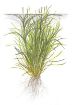 Picture of LIVE AQ. PLANT BLYXA JAPONICA