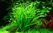 Picture of LIVE AQ. PLANT HELANTHIUM TENELLUM "GREEN"