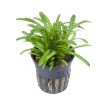 Picture of LIVE AQ. PLANT POT SAGITTARIA SUBULATA