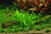 Picture of LIVE AQ. PLANT POT SAGITTARIA SUBULATA