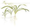 Picture of LIVE AQ. PLANT POT SAGITTARIA SUBULATA