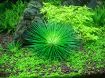 Picture of LIVE AQ. PLANT ERIOCAULON CINEREUM