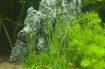 Picture of LIVE AQ. PLANT ERIOCAULON CINEREUM