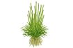 Picture of LIVE AQ. PLANT ERIOCAULON CINEREUM