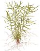 Picture of LIVE AQ. PLANT HETERANTHERA ZOSTERIFOLIA