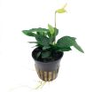 Picture of LIVE AQ. PLANT POT ANUBIAS BARTERI NANA