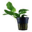 Picture of LIVE AQ. PLANT POT ANUBIAS BARTERI NANA