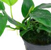 Picture of LIVE AQ. PLANT POT ANUBIAS BARTERI NANA