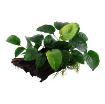 Picture of LIVE AQ. PLANT ANUBIAS BARTERI SP. XL ON WOOD