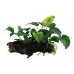 Picture of LIVE AQ. PLANT ANUBIAS BARTERI SP. XL ON WOOD