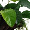 Picture of LIVE AQ. PLANT ANUBIAS BARTERI SP. XL ON WOOD