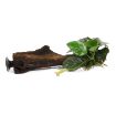 Picture of LIVE AQ. PLANT ANUBIAS BARTERI NANA ON WOOD W. SUC