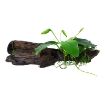 Picture of LIVE AQ. PLANT ANUBIAS BARTERI NANA ON WOOD W. SUC