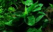 Picture of LIVE AQ. PLANT ANUBIAS BARTERI NANA ON WOOD W. SUC