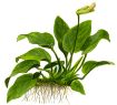 Picture of LIVE AQ. PLANT ANUBIAS BARTERI NANA ON WOOD W. SUC