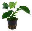 Picture of LIVE AQ. PLANT POT ANUBIAS BARTERI CALADIIFOLIA