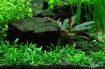 Picture of LIVE AQ. PLANT CRYPTOCORYNE PARVA