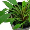 Picture of LIVE AQ. PLANT POT CRYPTOCORYNE X WILLISII