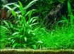 Picture of LIVE AQ. PLANT POT CRYPTOCORYNE X WILLISII