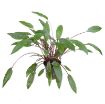 Picture of LIVE AQ. PLANT POT CRYPTOCORYNE BECKETTII ''PETCHII''