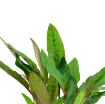 Picture of LIVE AQ. PLANT POT CRYPTOCORYNE BECKETTII ''PETCHII''