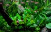 Picture of LIVE AQ. PLANT CRYPTOCORYNE WENDTII "GREEN"