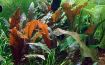 Picture of LIVE AQ. PLANT CRYPTOCORYNE WENDTII "MI OYA"