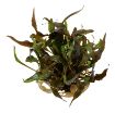 Picture of LIVE AQ. PLANT CRYPTOCORYNE UNDULATUS RED