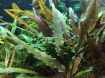 Picture of LIVE AQ. PLANT CRYPTOCORYNE UNDULATUS RED