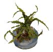 Picture of LIVE AQ. PLANT CRYPTOCORYNE CRISPATULA