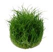 Picture of LIVE AQ. PLANT ELEOCHARIS ACICULARIS "MINI"