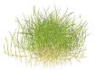 Picture of LIVE AQ. PLANT ELEOCHARIS ACICULARIS "MINI"