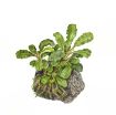 Picture of LIVE AQ. PLANT BUCEPHALANDRA PYGMAEA "BUKIT KELAM"