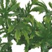 Picture of KOM HANGING PLANT PAPAYA LEAF VINE 60CM