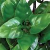 Picture of KOM HANGING PLANT PHILODENDRON 40CM