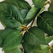 Picture of KOM HANGING PLANT SUMATRA VINE 13CM