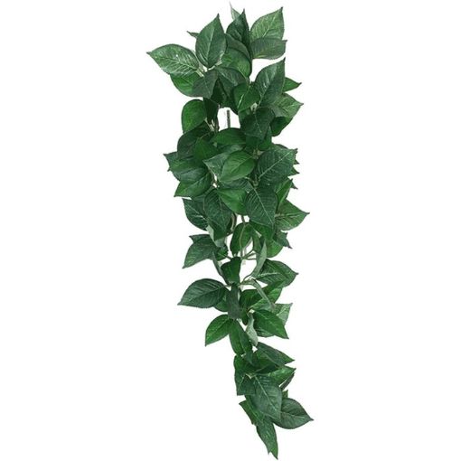 Picture of KOM HANGING PLANT SUMATRA VINE 23CM