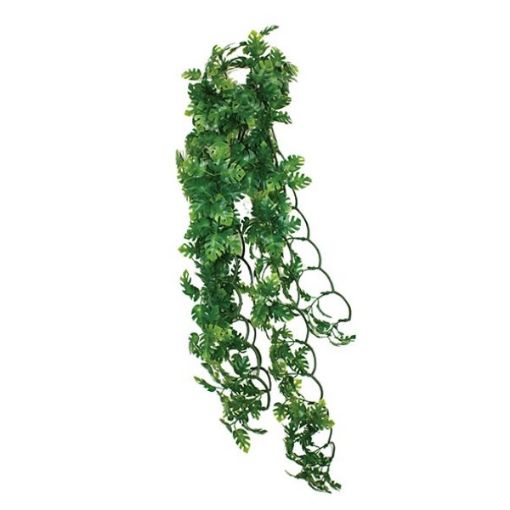 Picture of KOM HANGING PLANT SPLIT PHILODENDRON 30CM