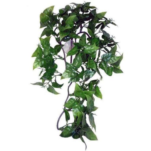 Picture of KOM HANGING PLANT PHILODENDRON 30CM