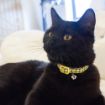 Picture of LITTLE RASCALS KITTEN COLLAR 22.5-31CM/YELLOW